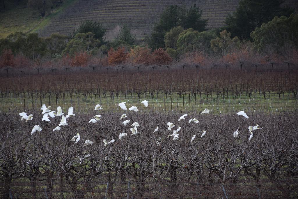 Hotel Borrodell Vineyard Orange Exterior foto